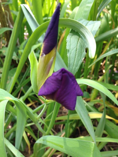 Flag iris