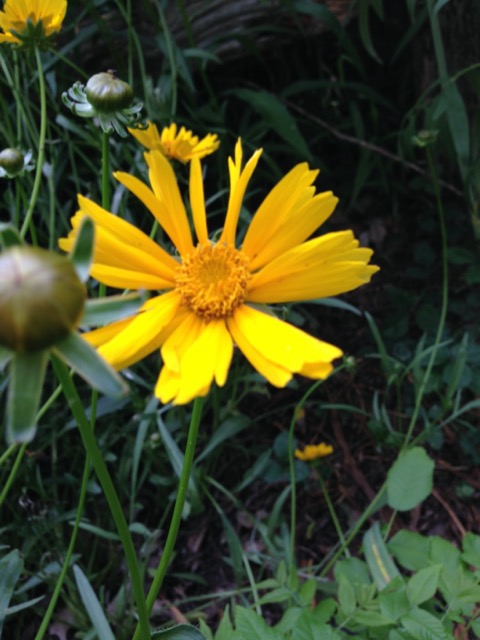 Meadow coreopsis