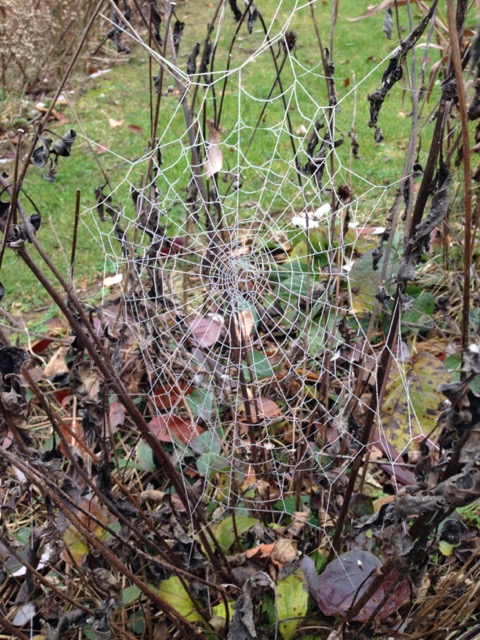 Spider web beauty