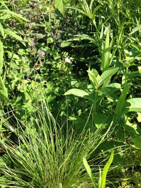 Prairie dropseed with sullivant milkweed