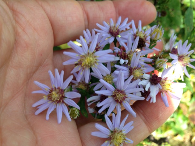 Wood aster