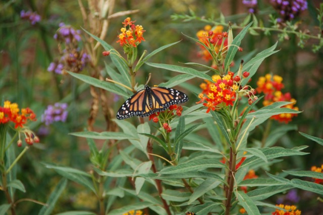 Tropical milkweed with monarch