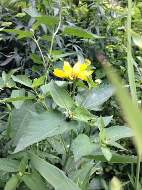 Swamp/grey sunflower