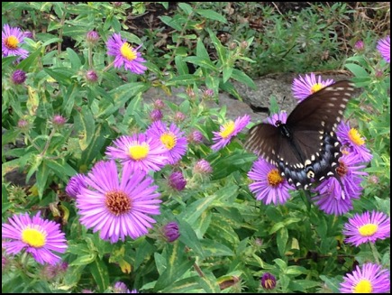 Swallowtail on aster