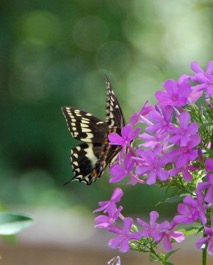 Black swallowtail enjoying nectar