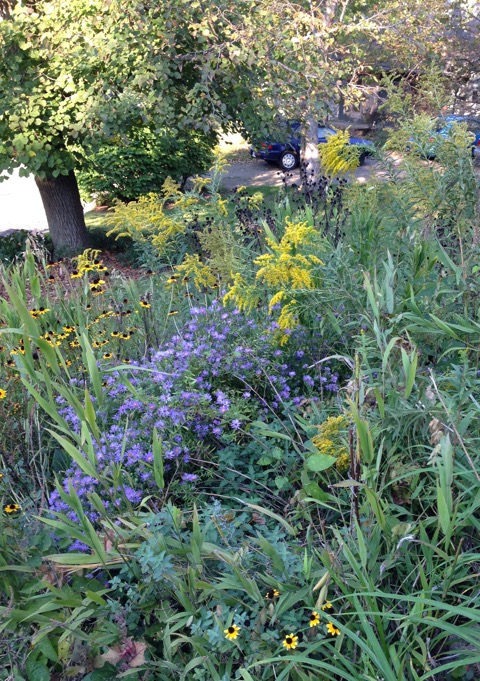 A fall mini meadow with aster, rudbeckia, and golden rod