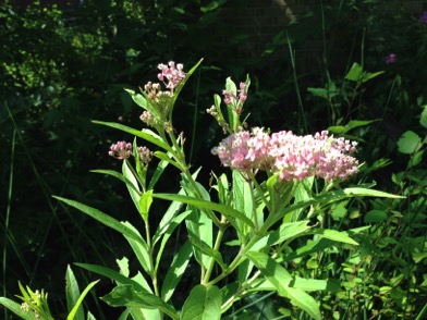 Asclepias-tuberosa-Swamp-milkweed